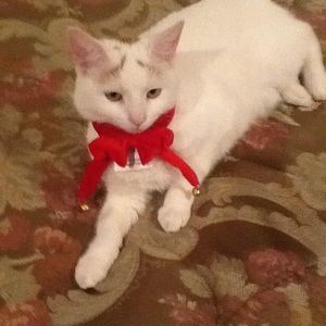 Meet your Posher, Sylvia